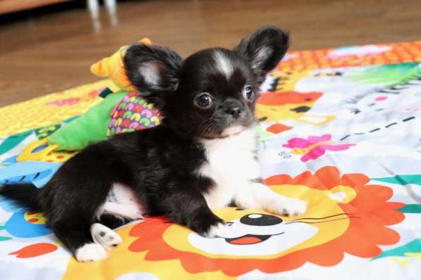 Чихуахуа щенки купить в Москве в Москве фото 3