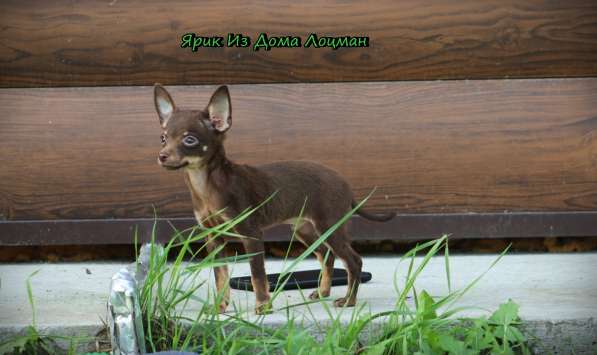 Щенки Русского той -терьера в Новосибирске фото 34