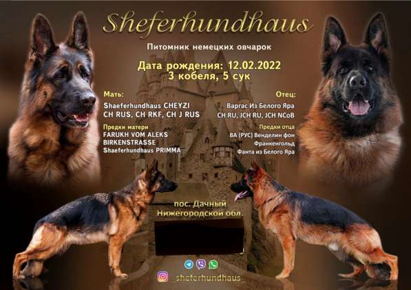 Щенки немецкой овчарки