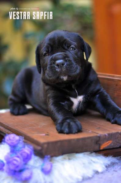 Кобель и сука кане корсо в Алупке фото 4