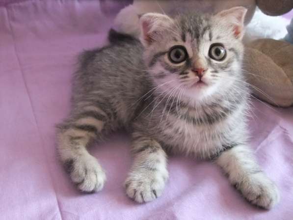 Котенок шотландской вислоухой