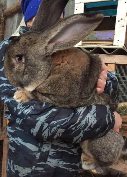 Кролики Гиганты Немецкий, Бельгийский Великан в Брянске фото 8
