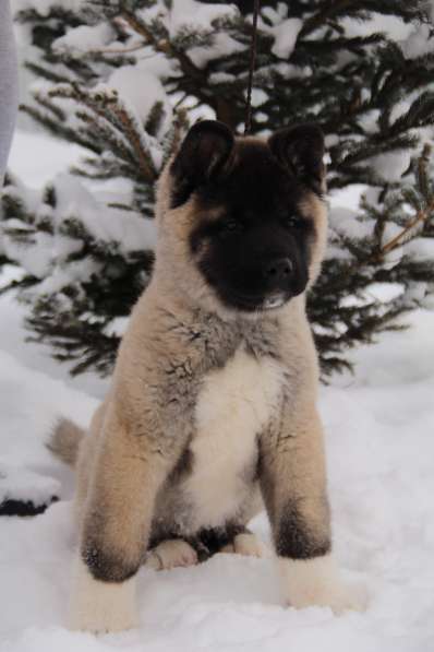 Чистокровные щенки Американской Акиты в Москве фото 3