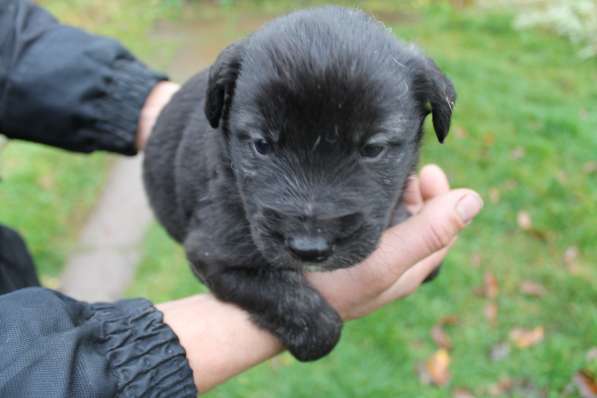 Щенки в добрые руки в Москве фото 6