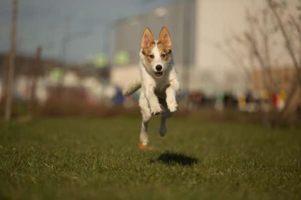 Белая пушистая компактная собачка в Санкт-Петербурге фото 35