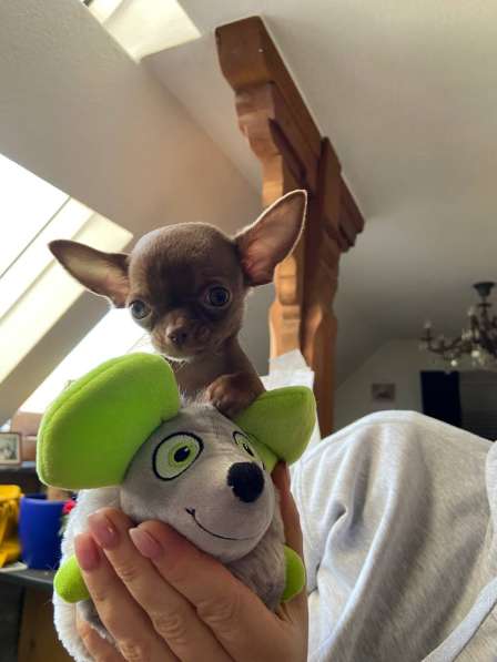 Chihuahua puppy’s в фото 6