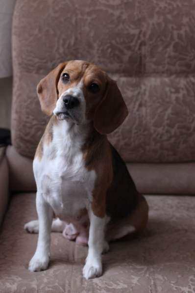 Щенки бигля в Химках фото 5