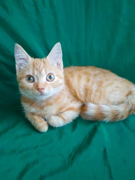 Шотландский прямоушка кошечка в Симферополе фото 8