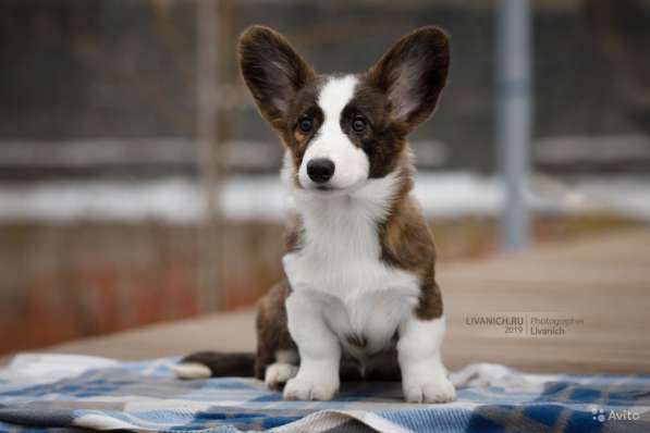 Вельш корги кардиган щенки предлагаем в Москве фото 5