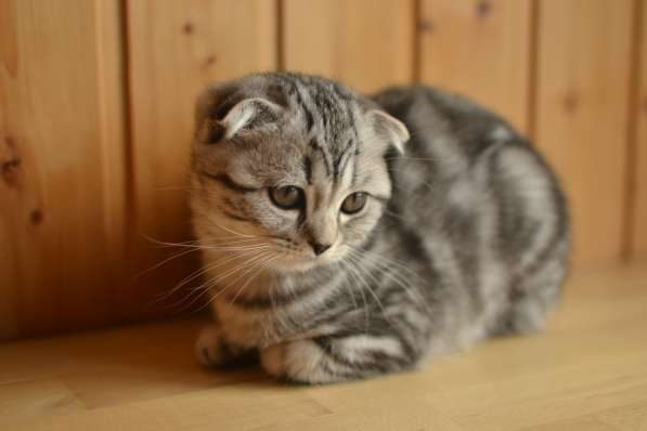 Шотландская вислоухая девочка-котенок