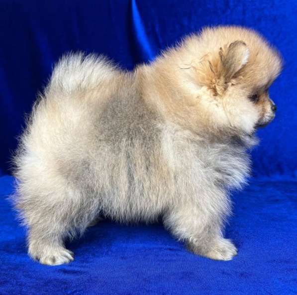 Померанский шпиц