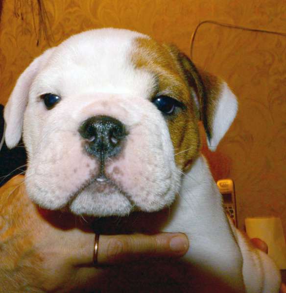 Английский бульдог в Москве фото 12