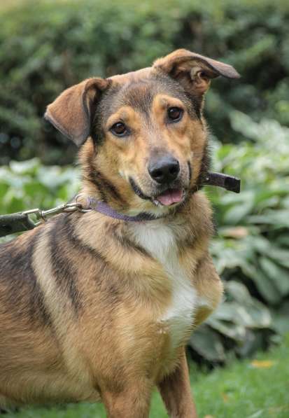 Очаровательная собачка компактного размера в Санкт-Петербурге фото 31