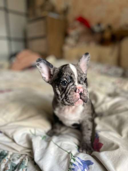 French Bulldog. Merle colour. Boy's в фото 5