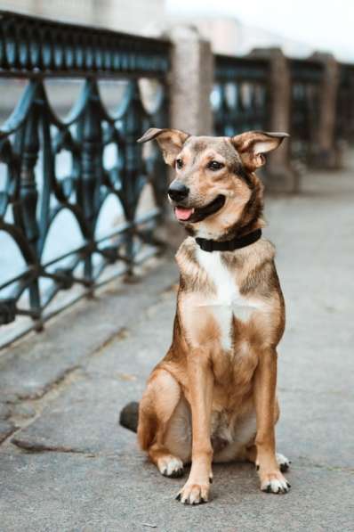 Очаровательная собачка компактного размера в Санкт-Петербурге фото 60