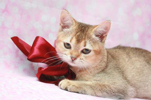 Кошечка Чара в Лобне фото 12