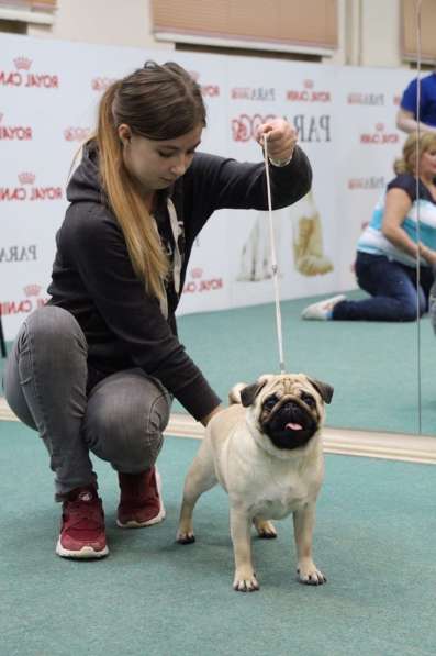 Подготовка собак к выставкам(хендлер) в Екатеринбурге