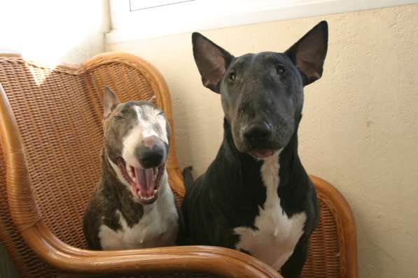 Standard Bullterrier. Female