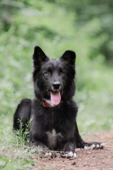 Красивый чёрный пёс в добрые руки в Москве фото 3