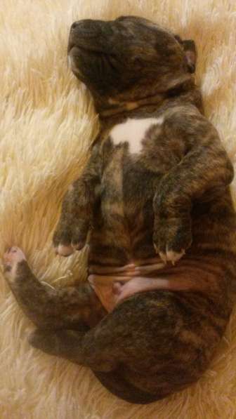 Щенки питбуля в Москве фото 21