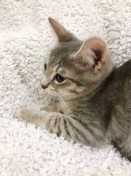 Котёнок в дар – малыш Матроскин в Москве