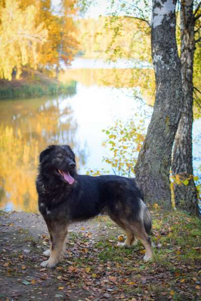 Шикарный леонбергер Бруно в дар в Москве фото 11