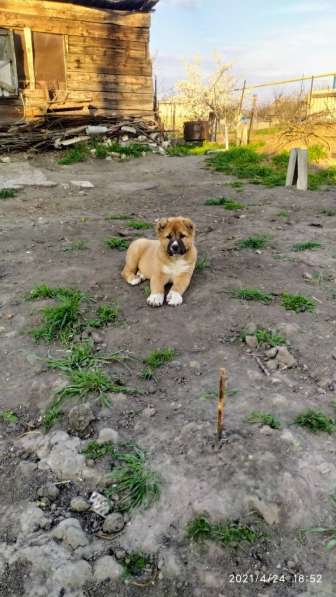 Продаются щенки алабая в фото 16