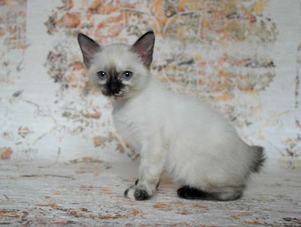 Котёнок породы Меконгский бобтейл в Курске фото 3