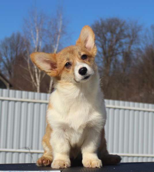 Вельш корги пемброк щенки от Чемпиона в Москве фото 15