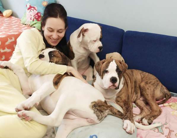 Продам щенка щенков Американского Бульдога FCI в фото 11