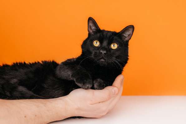 Черный молодой котейка подросток Черныш ищет дом в Москве фото 4