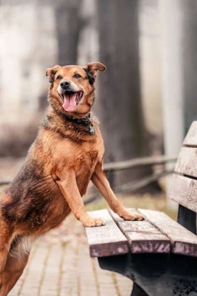 Рада ищет дом в Москве фото 9