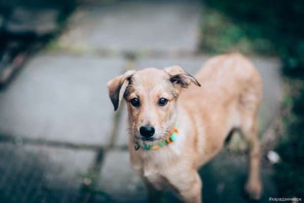 Великолепная Четверка в дар в Москве фото 33