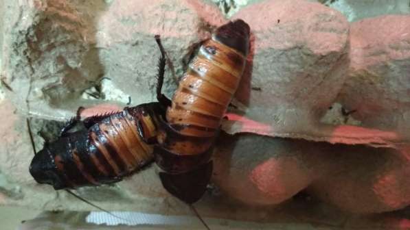 Продам колонии тараканов двух видов в фото 4