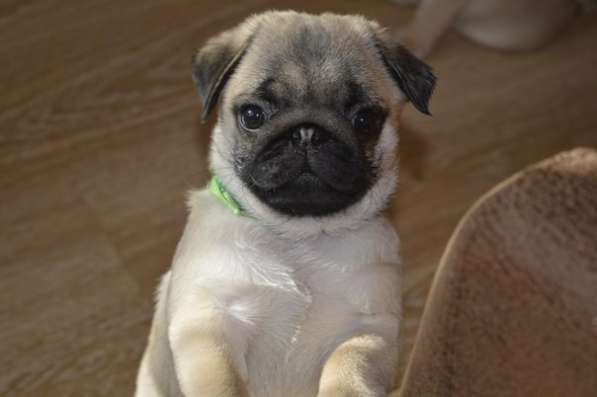 Продажа Мопсов в Великом Новгороде фото 6