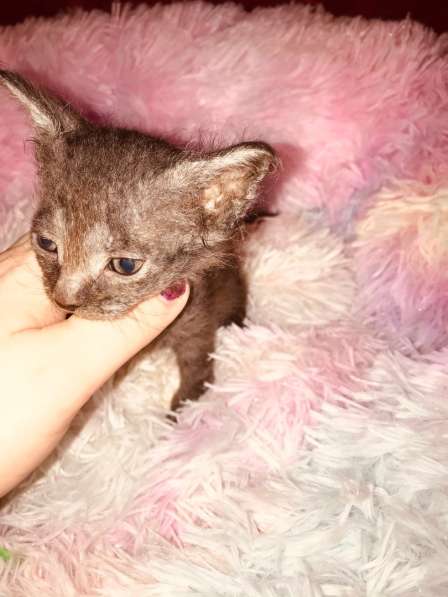 Кудрявые эльфы, каракулевые, элитные котята Девон-Рекс в Санкт-Петербурге фото 20