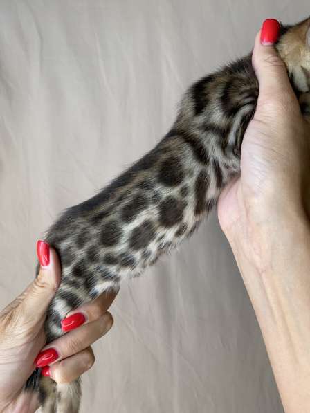 Бенгальские котята в Ростове-на-Дону фото 13