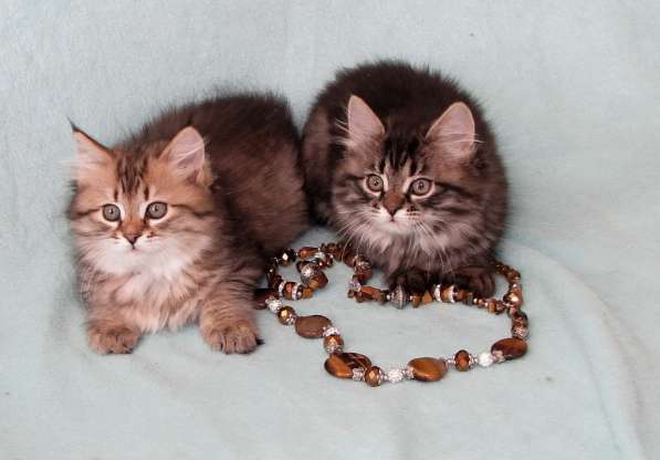 Сибирские котята в Петропавловск-Камчатском фото 9