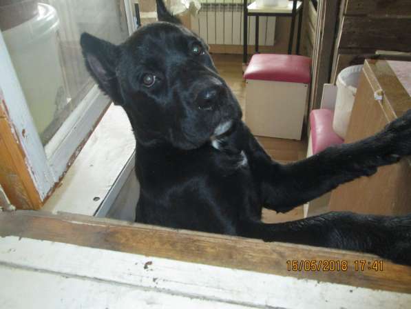 Малыши Корсики 3 мес в Москве фото 27