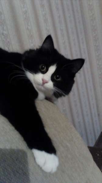 Кошка Лоли - в добрые ответственные руки в Москве фото 6