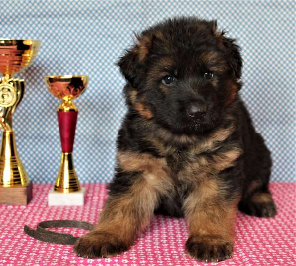 Щенки овчарки Питомник в фото 40