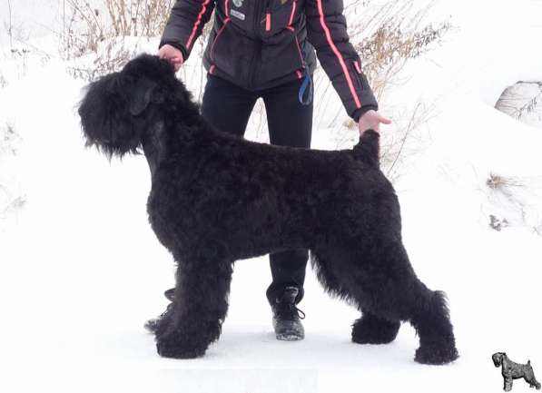 Русский черный терьер, перспективные щенки в Екатеринбурге фото 3