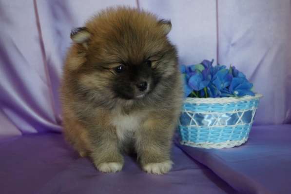 Шпицы мальчики и девочки в Москве фото 9