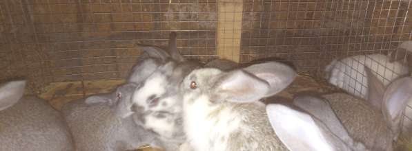 Кролики в Цимлянске фото 3