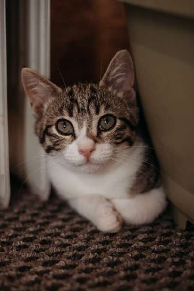 Зеленоглазая нежная красавица-кошка в Санкт-Петербурге фото 20