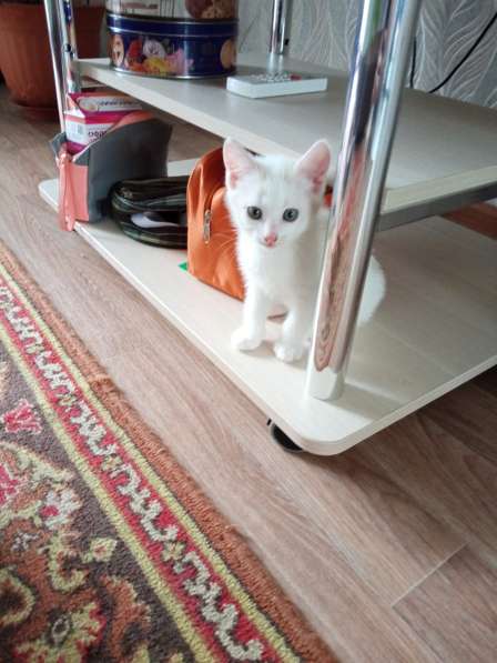 Котята в добрые руки в Уфе фото 8