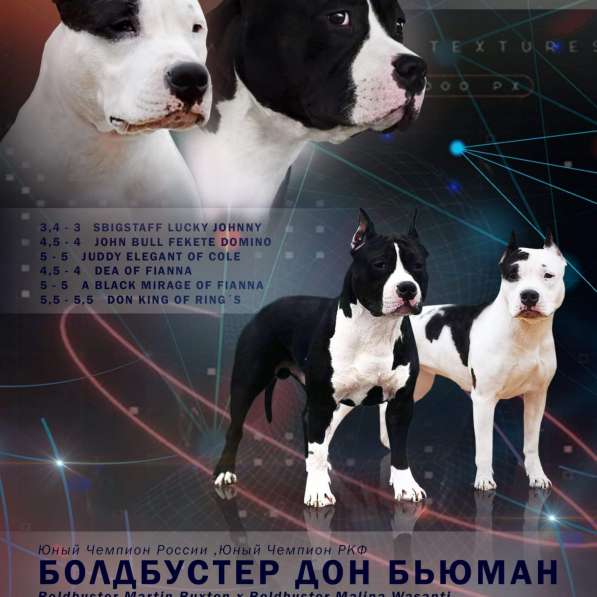 Шикарные суки Амстаффа от чемпионов ркф в Москве фото 26