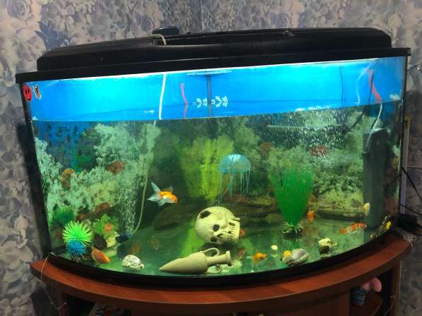Угловой аквариум 360 литров