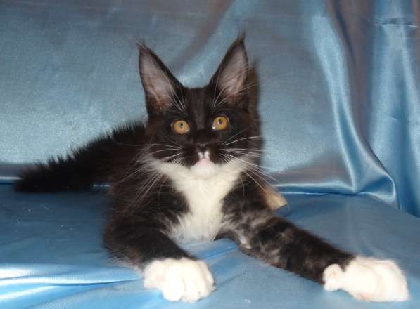 Ламборджини кошечка мейн кун в Москве фото 13