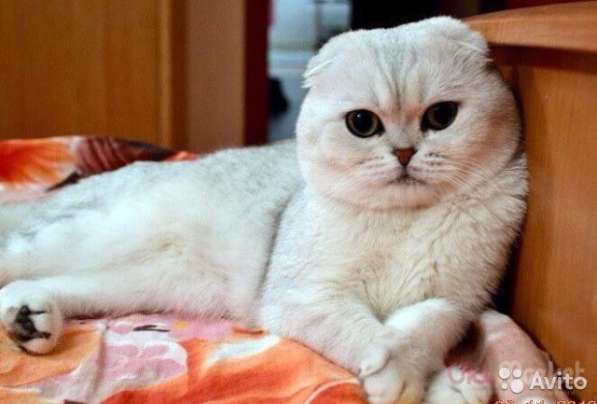 Выставочный жених, вязка в Костроме фото 8